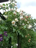 CIMG3885.webp