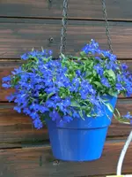 CIMG3884.webp