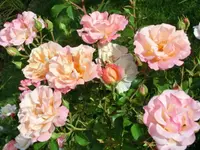 CIMG3876.webp