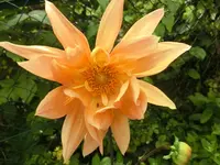 CIMG3863.webp