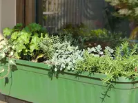 Blumenkasten.webp