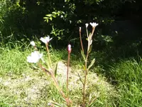 BILD2144.webp