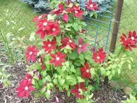 DSCF3594.webp