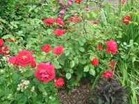 DSCF3596.webp