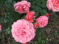 DSCF3593.webp
