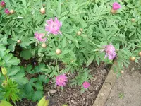 DSCF3595.webp