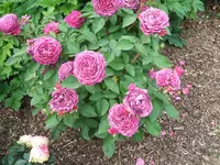DSCF3599.webp
