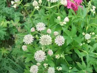 DSCF3591.webp