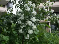 DSCF1423.webp