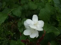 DSCF1424.webp