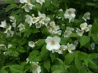 DSCF1425.webp