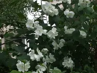 DSCF1426.webp