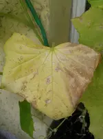 20130701_150949.webp