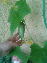 20130627_141505.webp