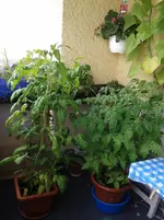 20130627_141632.webp