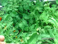 San Marzano 2.webp
