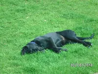 Anka fertig.webp