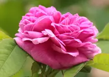 Rose de Resht.webp