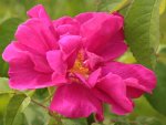 Rosa gallica officialis.jpg