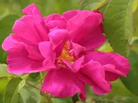 Rosa gallica officialis.webp