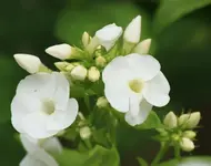weisser Phlox130630.webp
