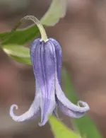 Staudenclematis.webp