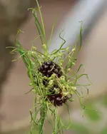 Allium.webp