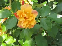 015.webp
