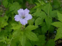 Geranium nodosum.webp