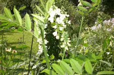 Garten 07 2013 001.webp