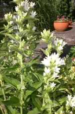 Garten 07 2013 002.webp