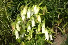 Garten 07 2013 003.webp