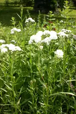 Garten 07 2013 004.webp