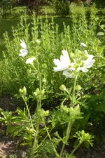 Garten 07 2013 005.webp