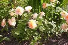 Garten 07 2013 006.webp