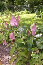 Garten 07 2013 007.webp