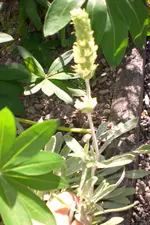 Garten 07 2013 009.webp
