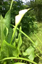 Garten 07 2013 010.webp