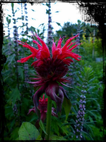 Indianer (2).webp