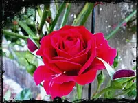 Rote Kletterrose.webp