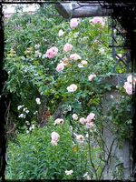 Alchymist.webp