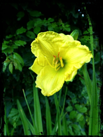Taglilie.webp