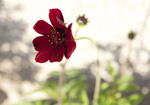 IMG_2489.webp