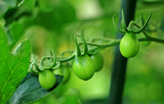 gelbes Birnchen_1024.webp
