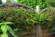 Purpurea Elegans1_1024.webp