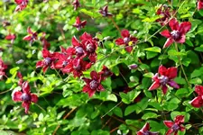 Purpurea Elegans2_1024.webp