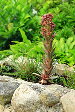 Semps mit 25_30 cm Blühstempel_600.webp