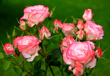 Nostalgie in voller Blüte_1024.webp