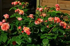 Mary_Anne in voller Blüte_1024.webp