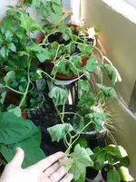 20130702_130519.webp